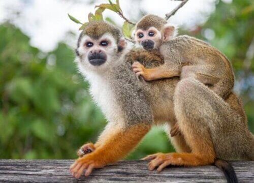 Monkeyland Adventure