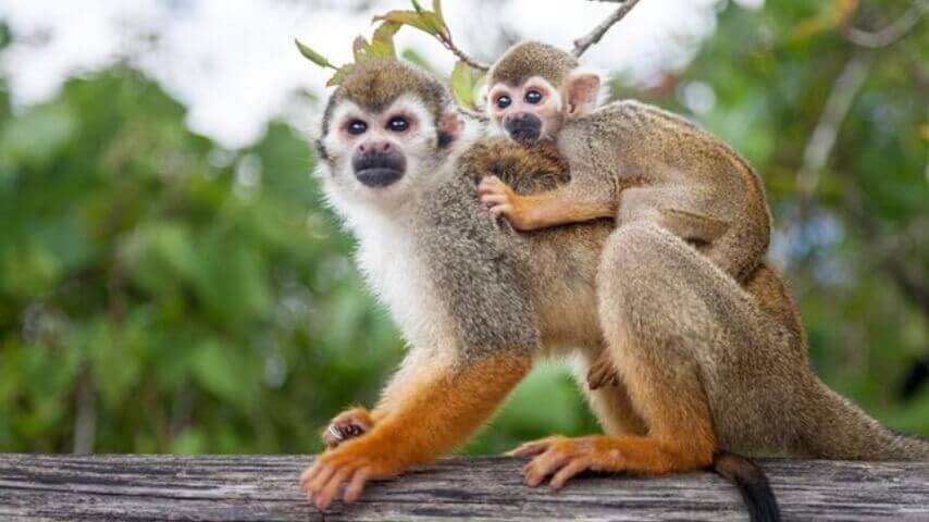 Monkeyland Adventure