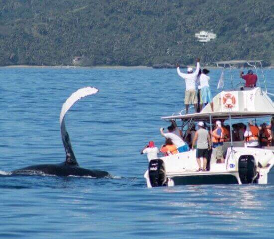 Tour Finder Pro | Reliable Tours Agency in Punta Cana | 2024 - 25