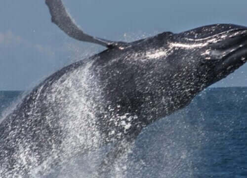 Whale Watching in Samana