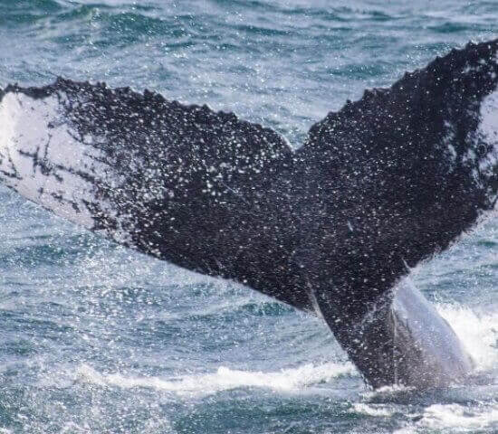 Tour Finder Pro | Reliable Tours Agency in Punta Cana | 2024 - 25