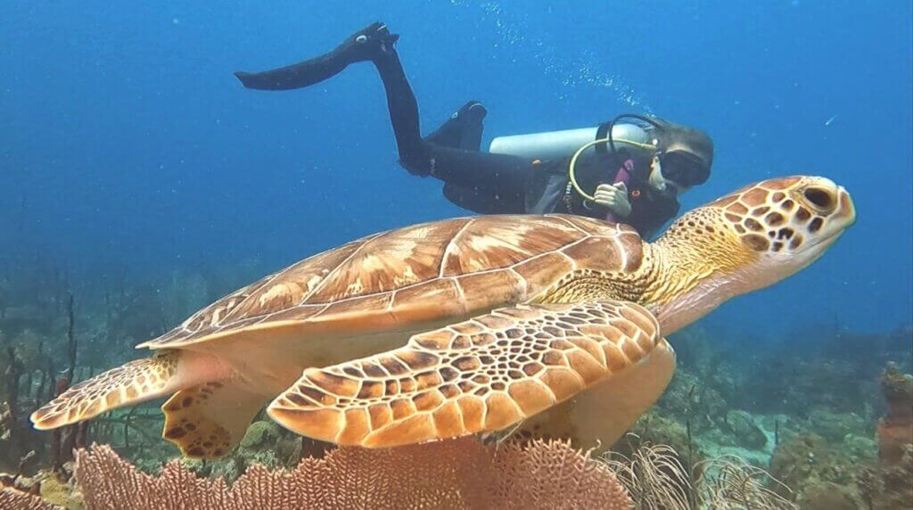 Tour Finder | Reliable Tours and Adventures in Punta Cana | 2024 - 25